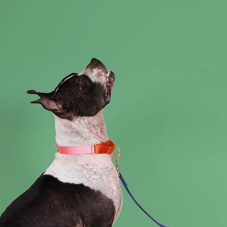 Pink with Orange Martingale Collar