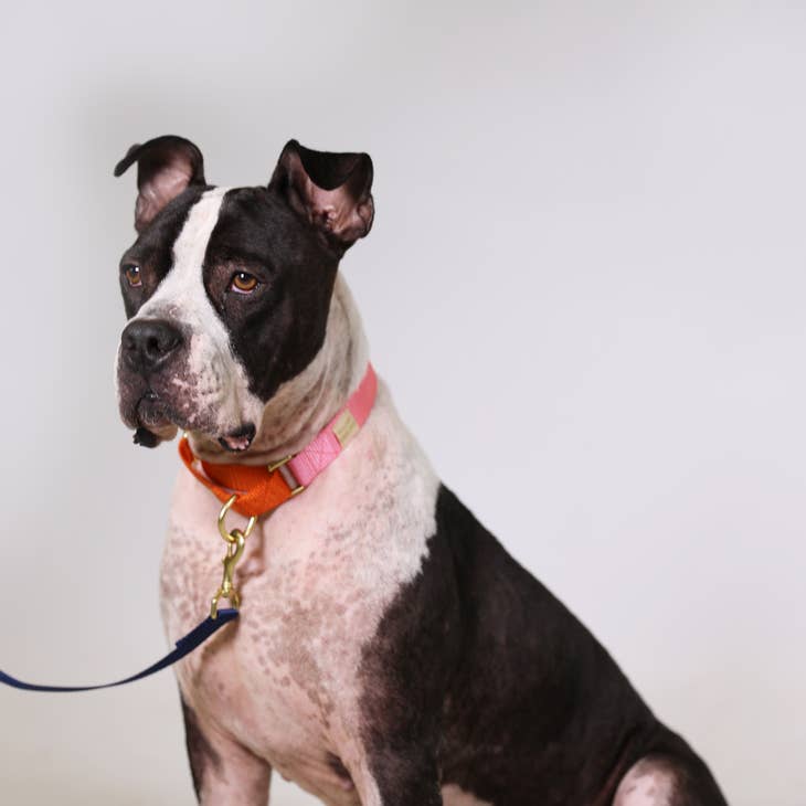 Pink with Orange Martingale Collar