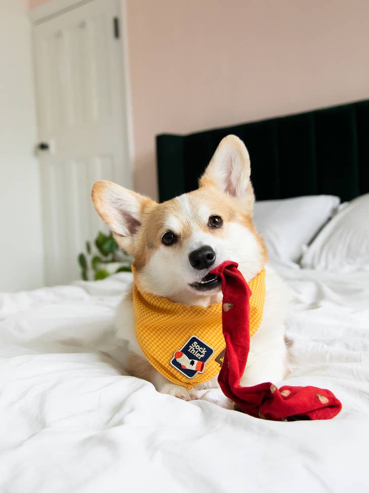 "Sock Thief" Iron-on Patch for Dogs