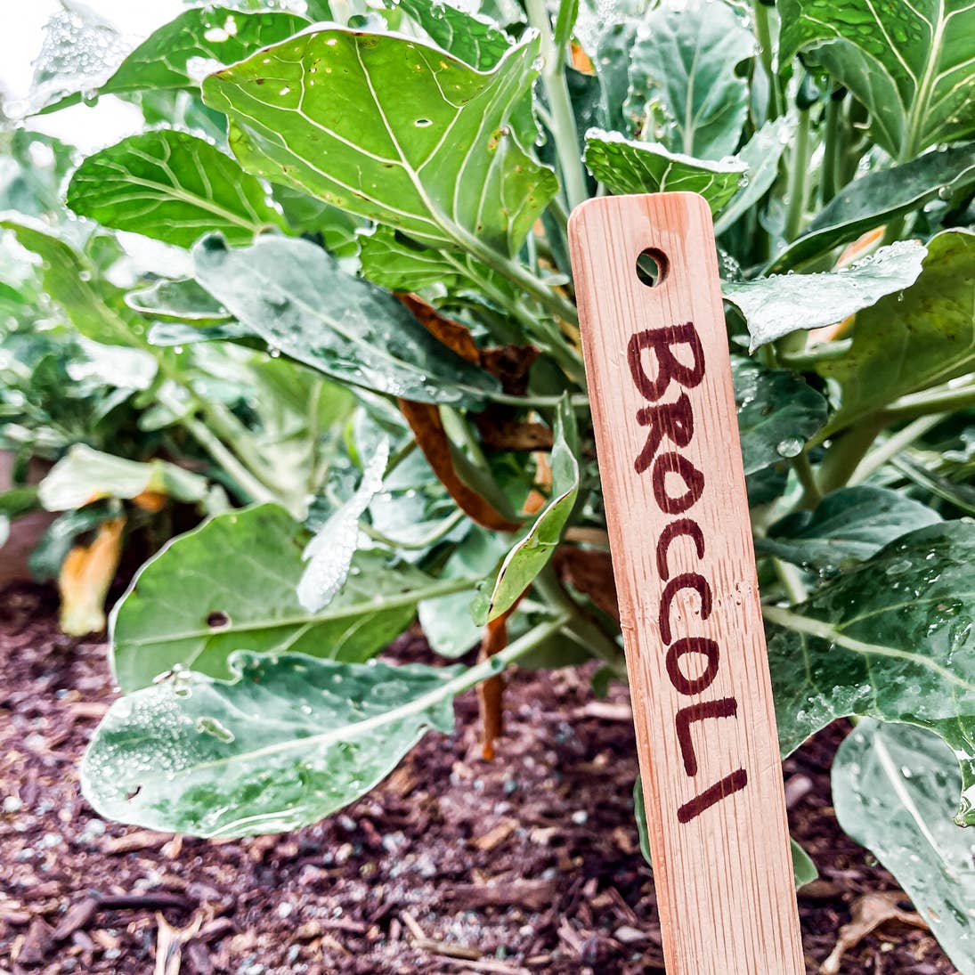 Bamboo Plant Labels
