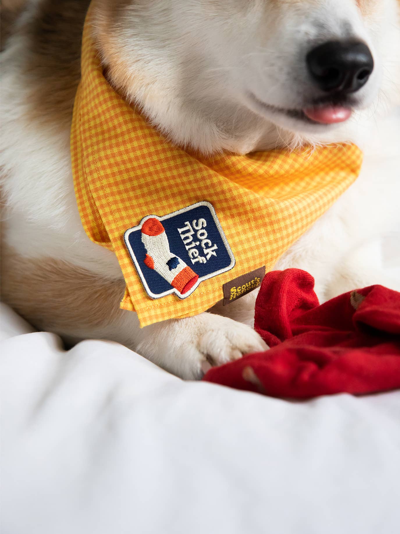 "Sock Thief" Iron-on Patch for Dogs