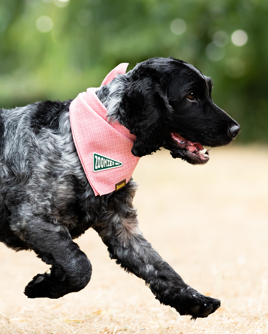 "Zoomies" Iron-on Patch for Dogs