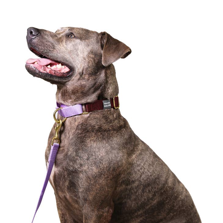 Merlot with Lilac - Martingale Dog Collar